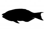 Parrotfish silhouette, logo, shape, AAAV06P12_06M