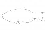 Parrotfish outline, line drawing, shape, AAAV06P12_06O