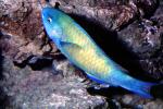 Parrotfish, AAAV06P12_07