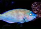 Parrotfish, AAAV06P12_09