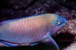 Parrotfish, AAAV06P12_10