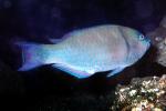 Parrotfish, AAAV06P12_11
