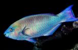 Parrotfish, AAAV06P12_12