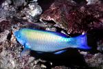 Parrotfish, AAAV06P12_13