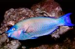 Parrotfish, AAAV06P12_14