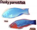 Parrotfish, AAAV06P12_15