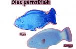 Parrotfish, AAAV06P12_16