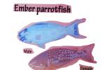 Parrotfish, AAAV06P12_17