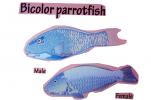 Parrotfish, AAAV06P12_18