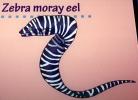 Zebra Moray Eel, Gymnomuraena zebra, Anguilliformes, Muraenidae