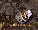 Snowflake Moray Eel, (Echidna nebulosa), Anguilliformes, Muraenidae