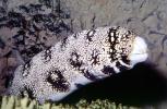 Snowflake Moray Eel (Echidna nebulosa), Anguilliformes, Muraenidae, AAAV06P13_11