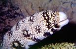 Snowflake Moray Eel, (Echidna nebulosa), Anguilliformes, Muraenidae, AAAV06P13_12