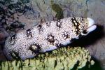 Snowflake Moray Eel (Echidna nebulosa), Anguilliformes, Muraenidae, AAAV06P13_13