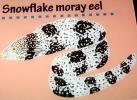 Snowflake Moray Eel (Echidna nebulosa), Anguilliformes, Muraenidae
