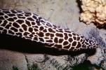 Laced Moray, Leopard Moray, Tesselate Moray, Honeycomb Moray Eel, (Gymnothorax favagineus), Anguilliformes, Muraenidae