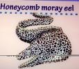 Laced Moray, Leopard Moray, Tesselate Moray, Honeycomb Moray Eel, (Gymnothorax favagineus), Anguilliformes, Muraenidae