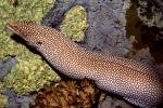 Whitemouth Moray Eel (Gymnothorax meleagris), Anguilliformes, Muraenidae, Turkey Moray, AAAV06P14_02