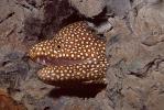 Whitemouth Moray Eel (Gymnothorax meleagris), Anguilliformes, Muraenidae, Turkey Moray, AAAV06P14_05