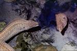 Whitemouth Moray Eel (Gymnothorax meleagris), Anguilliformes, Muraenidae, Turkey Moray, AAAV06P14_11