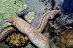 Whitemouth Moray Eel (Gymnothorax meleagris), Anguilliformes, Muraenidae, Turkey Moray, AAAV06P14_12