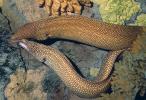 Whitemouth Moray Eel (Gymnothorax meleagris), Anguilliformes, Muraenidae, Turkey Moray, AAAV06P14_14