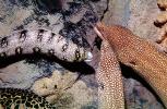 Whitemouth Moray Eel (Gymnothorax meleagris), Anguilliformes, Muraenidae, Turkey Moray, AAAV06P14_15