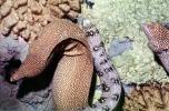 Whitemouth Moray Eel (Gymnothorax meleagris), Anguilliformes, Muraenidae, Turkey Moray, AAAV06P14_16