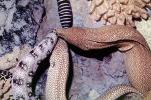 Whitemouth Moray Eel, (Gymnothorax meleagris), Anguilliformes, Muraenidae, Turkey Moray, AAAV06P14_17