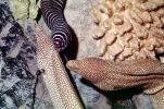 Whitemouth Moray Eel (Gymnothorax meleagris), Anguilliformes, Muraenidae, Turkey Moray, AAAV06P14_18