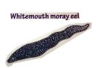 Whitemouth Moray Eel (Gymnothorax meleagris), Anguilliformes, Muraenidae, Turkey Moray, AAAV06P14_19