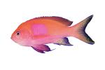 Squarespot Anthias, photo-object, object, cut-out, cutout, AAAV06P15_07F
