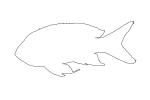 Squarespot Anthias outline, line drawing, shape, AAAV06P15_07O