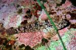 Crevice Kelpfish, (Gibbonsia montereyensis), Perciformes, Clinidae, clinid, blennies, blenny