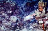 Parrotfish, Cayman Islands, AAAV07P02_05