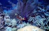 Parrotfish, Cayman Islands, AAAV07P02_06