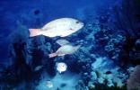 Parrotfish, Cayman Islands