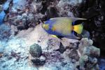 Blue-face Angelfish, Cayman Islands, AAAV07P02_10