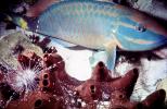 Parrotfish, urchin, Cayman Islands