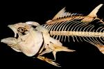 Tunafish Skeleton