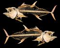 Tunafish Skeletons