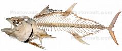 Tuna Skeleton photo-object, cut-out