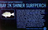 Shiner Surfperch, (Cymatogaster aggregata), Perciformes, Embiatocidae, AAAV07P03_19