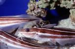 Striped Eel catfish, (Plotosus lineatus), Siluriformes, Plotosidae, toxic, toxins, AAAV07P04_02