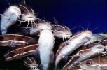 Striped Eel catfish, (Plotosus lineatus), Siluriformes, Plotosidae, toxic, toxins, AAAV07P04_03