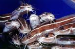 Striped Eel catfish, (Plotosus lineatus), Siluriformes, Plotosidae, toxic, toxins, AAAV07P04_04
