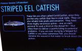 Striped Eel Catfish (Plotosus lineatus) Plotosidae, Coral Catfish