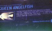 Queen Angelfish, (Holacanthus ciliaris), Perciformes, Pomacanthidae