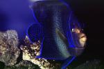Koran angelfish, semicircle angelfish, (Pomacanthus semicirculatus), Perciformes, Pomacanthidae, semicircle, AAAV07P04_17