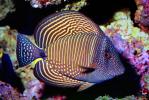 Red Sea sailfin tang, (Zebrasoma desjardinii), Acanthuridae, Perciformes, vertical stripes, dots, Desjardin's Sailfin Tang, marine reef tang, oval, AAAV07P04_19